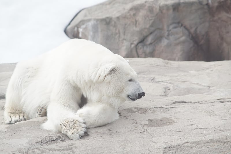 Polar Escapes